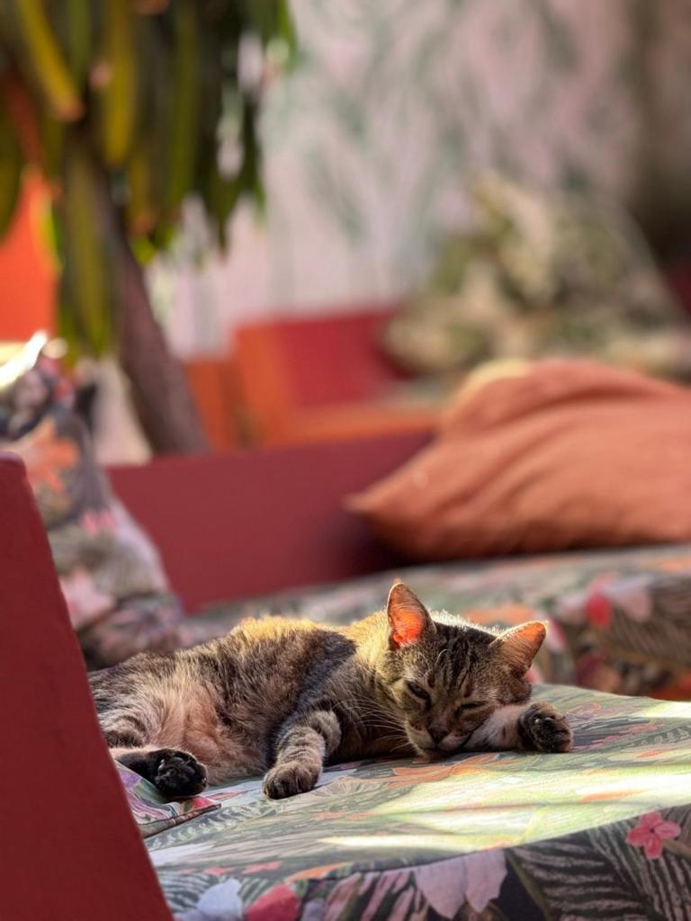 Mais Que Nada Itacare - Hostel, Bar & Breakfast Екстериор снимка